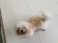 Bubu