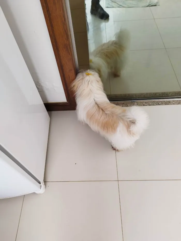 Cachorro raça Lhasa apso idade 1 ano nome Bubu