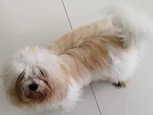 Cachorro raça Lhasa apso idade 1 ano nome Bubu
