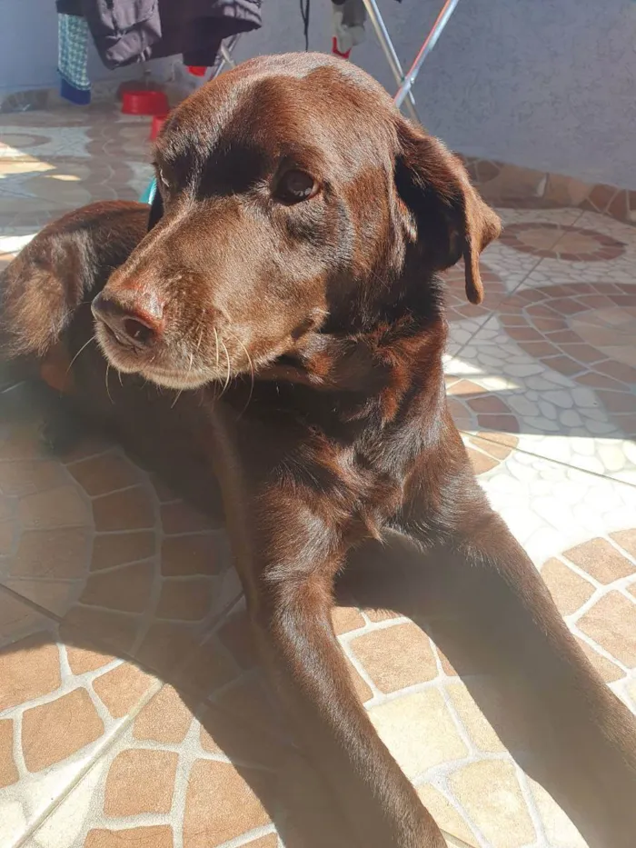 Cachorro ra a Labrador  idade 4 anos nome Marrom