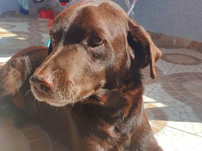 Cachorro ra a Labrador  idade 4 anos nome Marrom