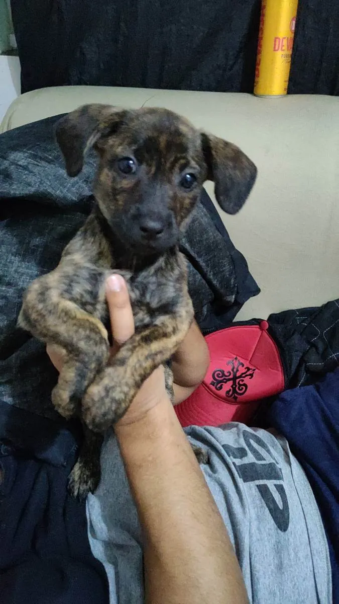 Cachorro ra a Vira lata  idade Abaixo de 2 meses nome Maggie 