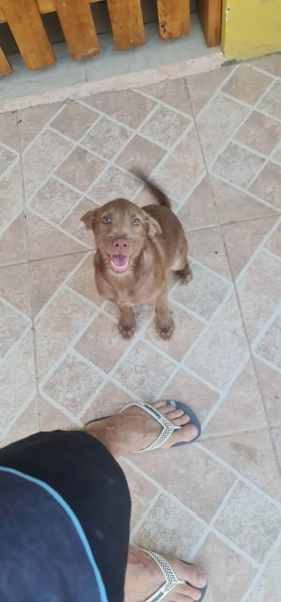 Cachorro ra a Srd  idade 7 a 11 meses nome MELL