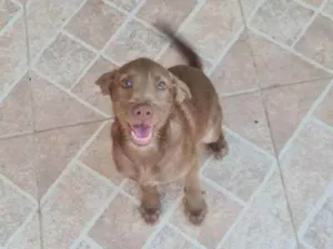 Cachorro raça Srd  idade 7 a 11 meses nome MELL