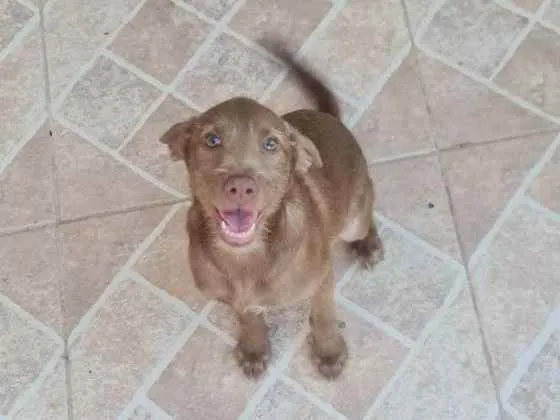 Cachorro ra a Srd  idade 7 a 11 meses nome MELL