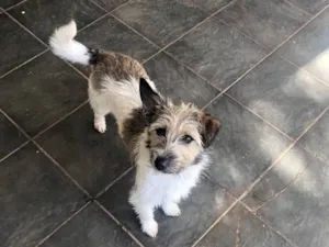 Cachorro raça Srd idade 1 ano nome Filó