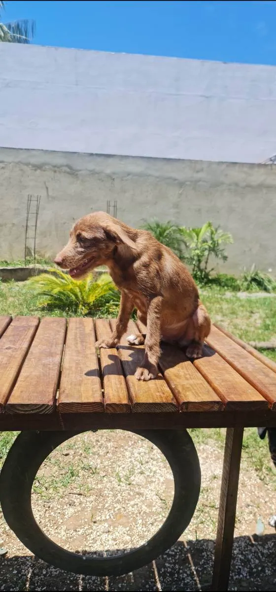 Cachorro ra a Srd  idade 7 a 11 meses nome MELL