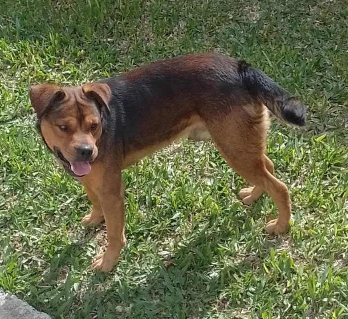 Cachorro ra a Indefinida idade 3 anos nome Thor