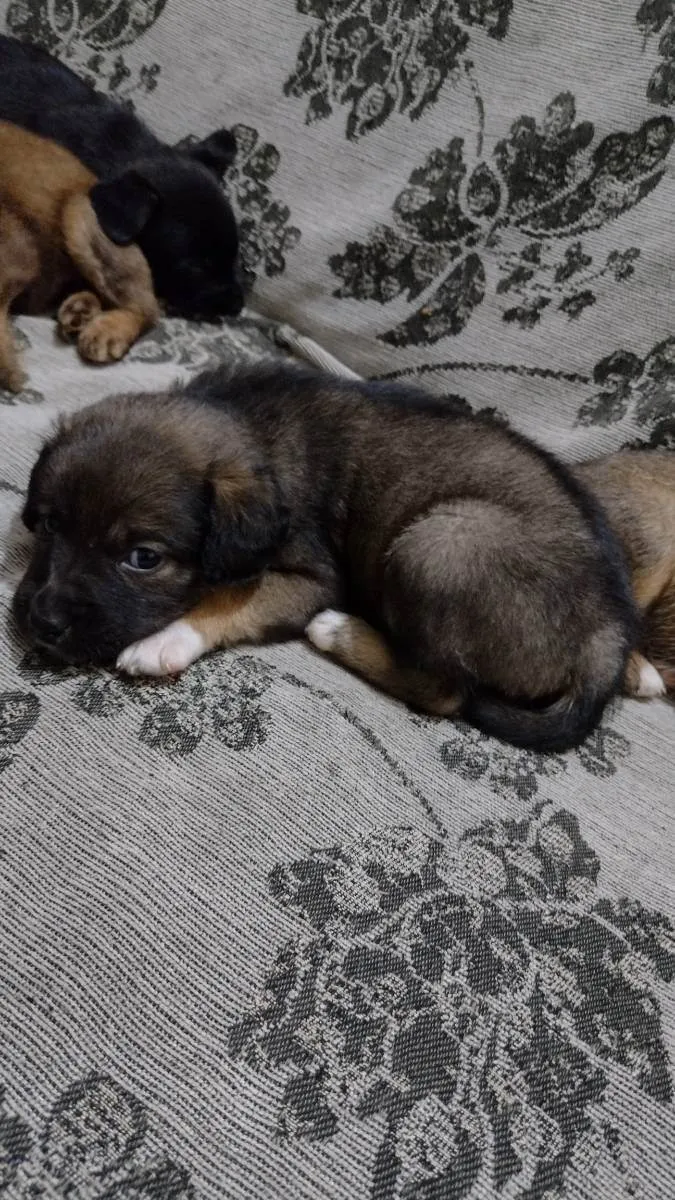 Cachorro raça  idade Abaixo de 2 meses nome Negão