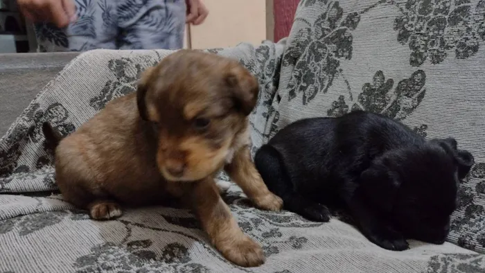 Cachorro raça  idade Abaixo de 2 meses nome Negão