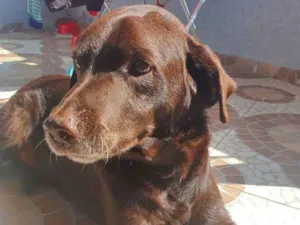 Cachorro raça Labrador  idade 4 anos nome Marrom