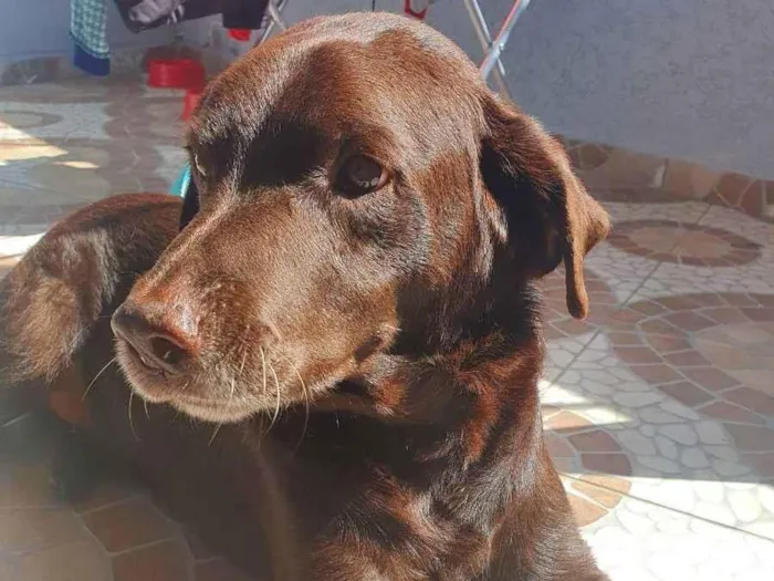 Cachorro ra a Labrador  idade 4 anos nome Marrom