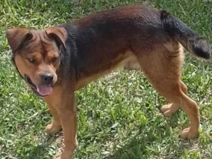 Cachorro raça Indefinida idade 3 anos nome Thor