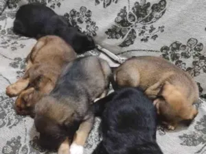 Cachorro raça  idade Abaixo de 2 meses nome Negão