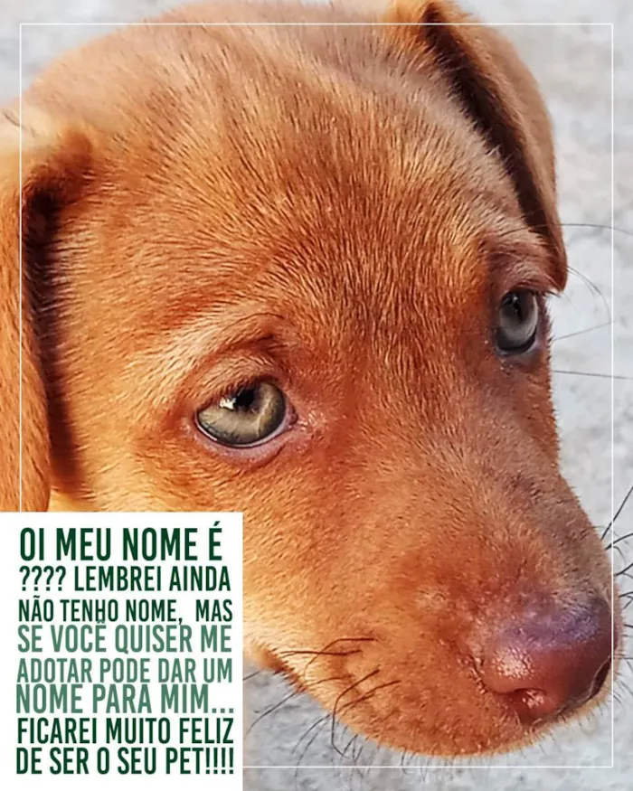 Cachorro ra a Vira lata idade Abaixo de 2 meses nome Sem nome