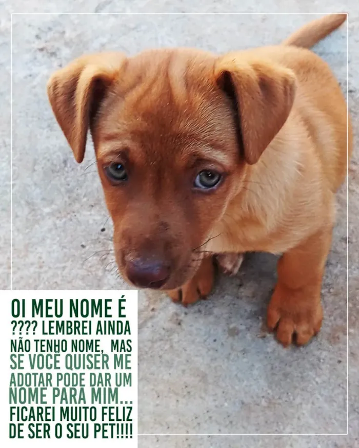 Cachorro ra a Vira lata idade Abaixo de 2 meses nome Sem nome