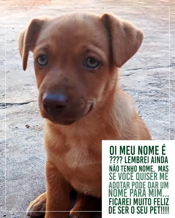 Cachorro ra a Vira lata idade Abaixo de 2 meses nome Sem nome