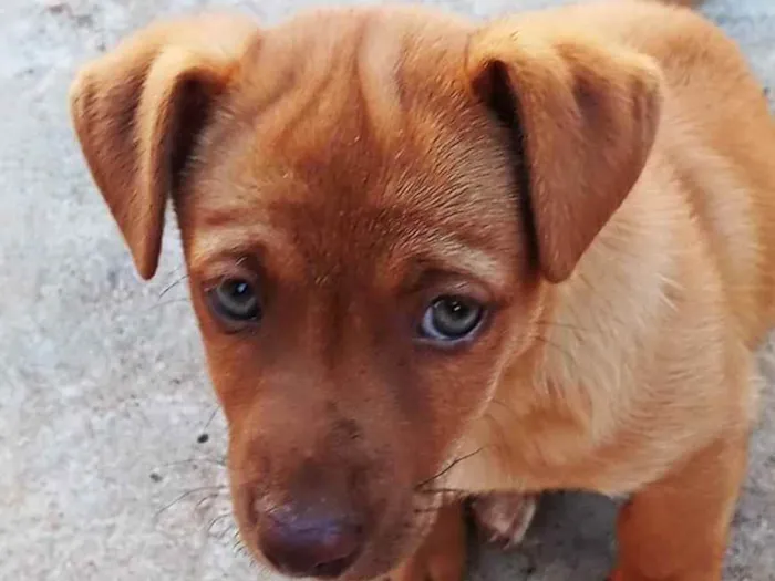 Cachorro ra a Vira lata idade Abaixo de 2 meses nome Sem nome