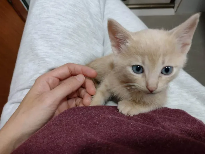 Gato ra a SRD idade Abaixo de 2 meses nome Stalone 