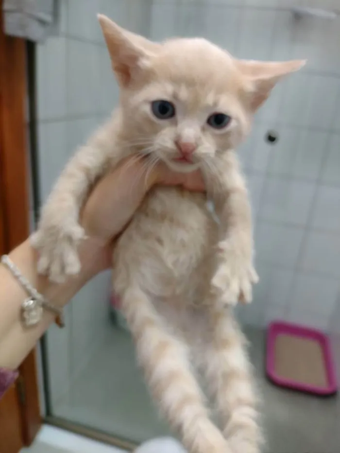 Gato ra a SRD idade Abaixo de 2 meses nome Stalone 