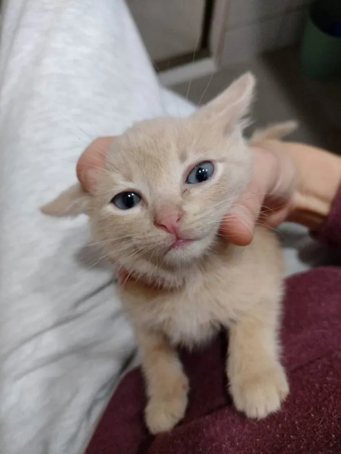 Gato ra a SRD idade Abaixo de 2 meses nome Stalone 