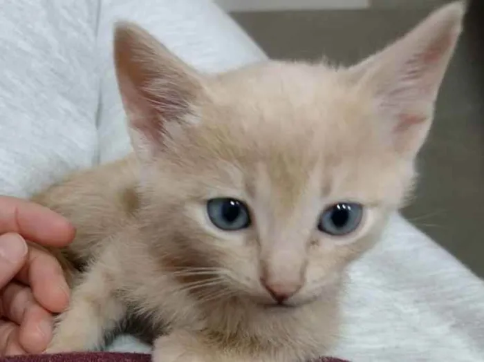 Gato ra a SRD idade Abaixo de 2 meses nome Stalone 