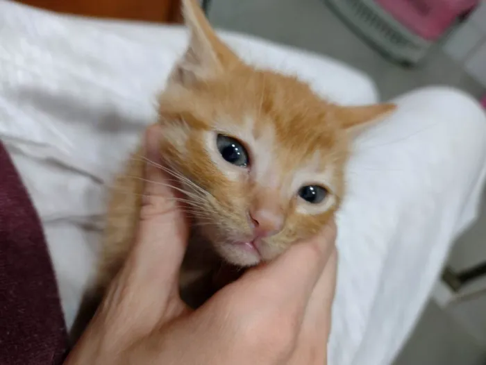Gato ra a SRD idade Abaixo de 2 meses nome Yoda