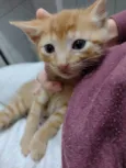 Yoda