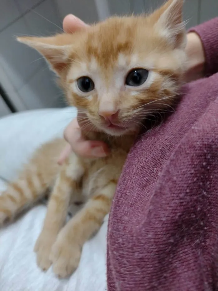 Gato ra a SRD idade Abaixo de 2 meses nome Yoda