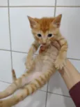 Yoda