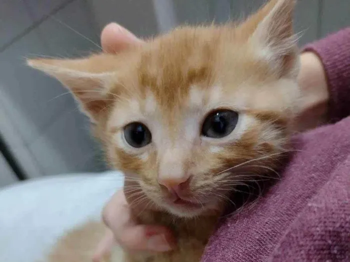 Gato ra a SRD idade Abaixo de 2 meses nome Yoda