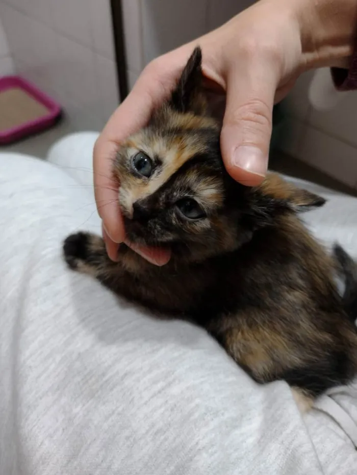 Gato ra a SRD idade Abaixo de 2 meses nome Amélia 
