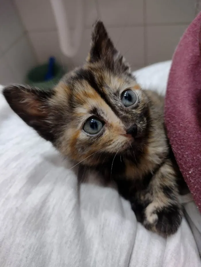Gato ra a SRD idade Abaixo de 2 meses nome Amélia 