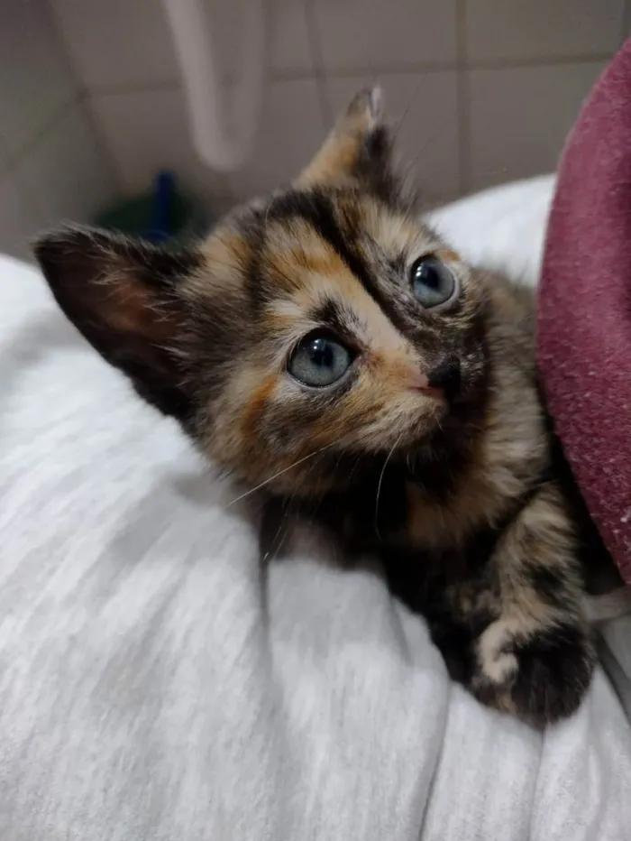 Gato ra a SRD idade Abaixo de 2 meses nome Amélia 