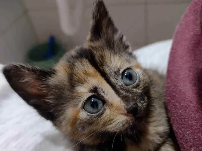 Gato ra a SRD idade Abaixo de 2 meses nome Amélia 