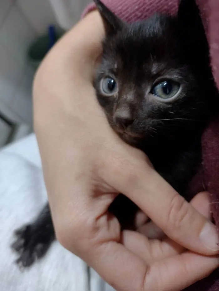 Gato ra a SRD idade Abaixo de 2 meses nome Monalisa 