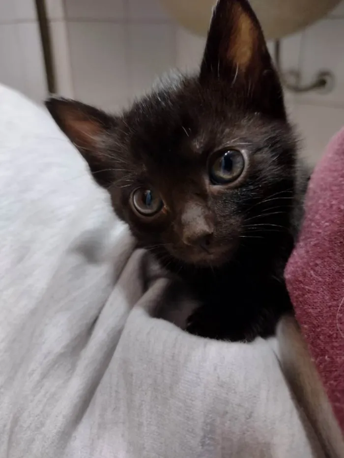Gato ra a SRD idade Abaixo de 2 meses nome Monalisa 