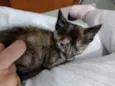 Carmelita 