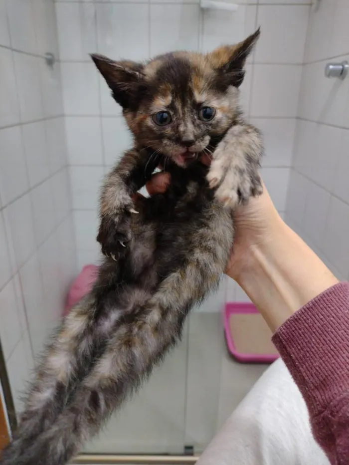 Gato ra a SRD idade Abaixo de 2 meses nome Carmelita 