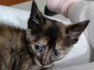 Gato raça SRD idade Abaixo de 2 meses nome Carmelita 