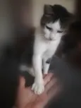Noé