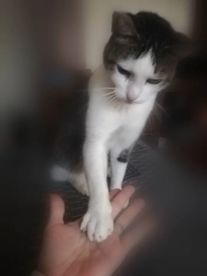 Gato ra a Misto idade 5 anos nome Noé