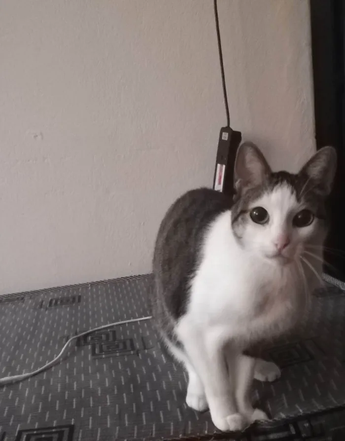 Gato ra a Misto idade 5 anos nome Noé
