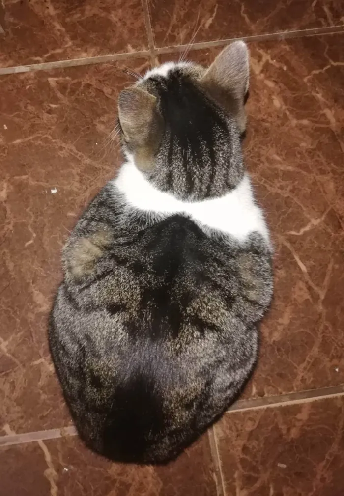 Gato ra a Misto idade 5 anos nome Noé