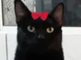Pietra