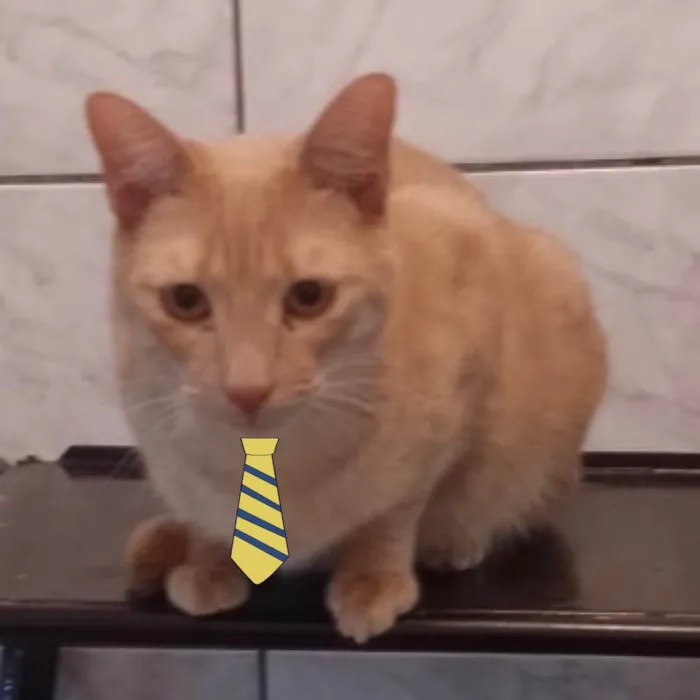 Gato ra a Mestiço  idade 2 a 6 meses nome Nick 