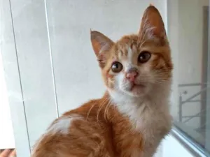 Gato raça Srd idade 2 a 6 meses nome Benjamim bebê 2 mese