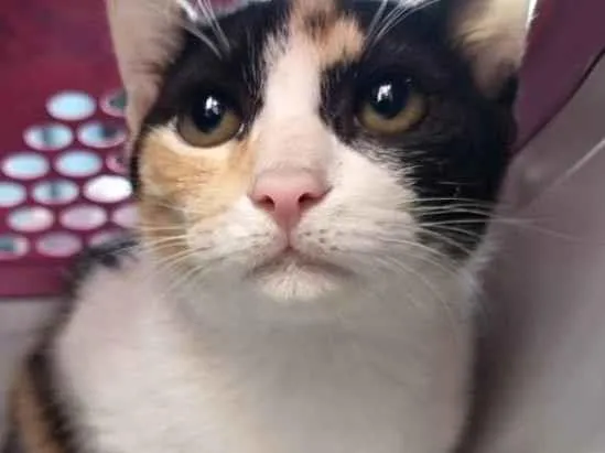 Gato raça Srd  idade 2 a 6 meses nome Aurora bb4meses 