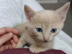 Gato raça SRD idade Abaixo de 2 meses nome Stalone 
