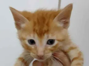 Gato raça SRD idade Abaixo de 2 meses nome Yoda